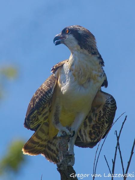  July 2, 2025 11:17 AM, Canon EOS R7, RF100-500mm F4.5-7.1 L IS USM + EXTENDER RF2x, 1000mm, f/14.0, 1/3200s, ISO 3200, Gregor von Laszewski