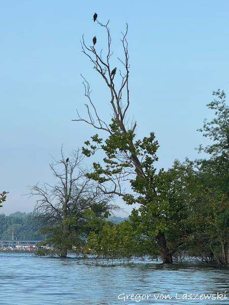  July 13, 2025 7:58 AM, iPhone 15 Pro Max, iPhone 15 Pro Max back triple camera 15.66mm f/2.8, 4105175/262144mm, f/2.8, 1/1018s, ISO 50, 