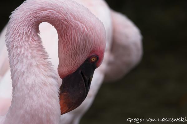  December 30, 2024 11:39 AM, Canon EOS R7, RF100-400mm F5.6-8 IS USM, 300mm, f/8.0, 1/640s, ISO 1600, Gregor von Laszewski