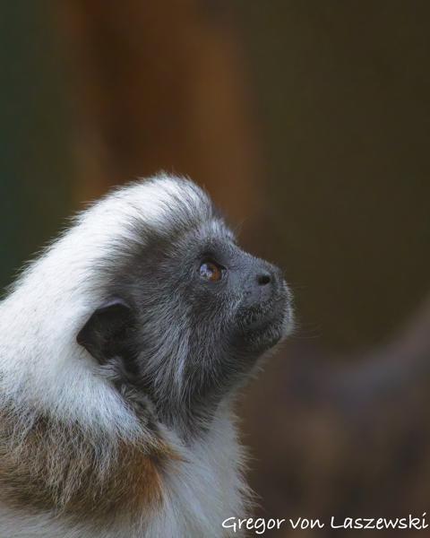  December 30, 2024 11:57 AM, Canon EOS R7, RF100-400mm F5.6-8 IS USM, 400mm, f/8.0, 1/640s, ISO 8000, Gregor von Laszewski