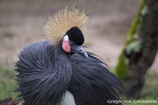  December 30, 2024 12:42 PM, Canon EOS R7, RF100-400mm F5.6-8 IS USM, 400mm, f/8.0, 1/640s, ISO 2500, Gregor von Laszewski