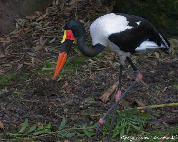  December 30, 2024 1:28 PM, Canon EOS R7, RF100-400mm F5.6-8 IS USM, 100mm, f/6.3, 1/1600s, ISO 12800, Gregor von Laszewski