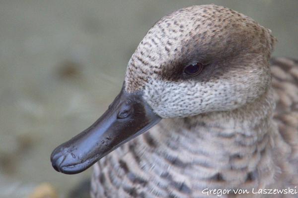  December 30, 2024 4:10 PM, Canon EOS R7, RF100-400mm F5.6-8 IS USM, 400mm, f/8.0, 1/400s, ISO 12800, Gregor von Laszewski
