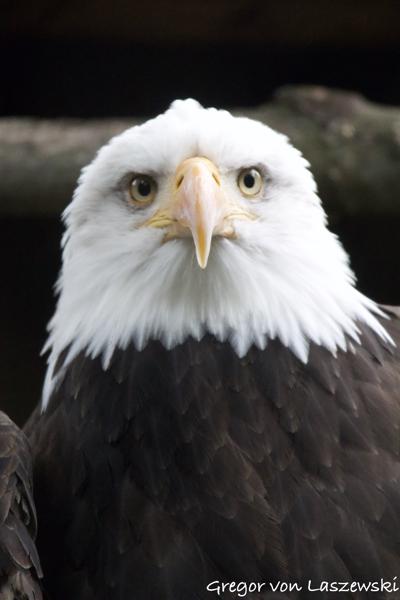  October 13, 2024 3:24 PM, Canon EOS R7, RF100-400mm F5.6-8 IS USM, 400mm, f/8.0, 1/200s, ISO 8000, Gregor von Laszewski