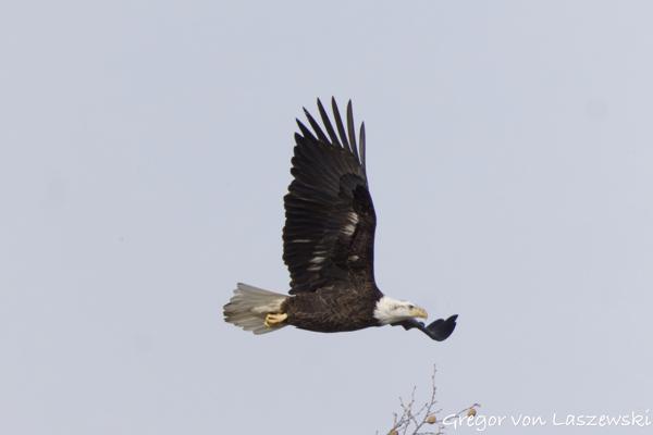  February 14, 2025 2:58 PM, Canon EOS R7, RF200-800mm F6.3-9 IS USM + EXTENDER RF2x, 1600mm, f/18.0, 1/3200s, ISO 4000, Gregor von Laszewski