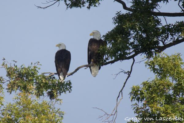  September 11, 2024 10:24 AM, Canon EOS R7, RF800mm F11 IS STM + EXTENDER RF2x, 1600mm, f/22.0, 1/2500s, ISO 6400, Gregor von Laszewski