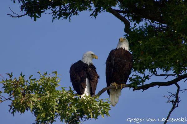  September 11, 2024 10:41 AM, Canon EOS R7, RF100-400mm F5.6-8 IS USM + EXTENDER RF2x, 800mm, f/16.0, 1/400s, ISO 400, Gregor von Laszewski