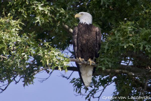  September 11, 2024 10:48 AM, Canon EOS R7, RF100-400mm F5.6-8 IS USM + EXTENDER RF2x, 800mm, f/18.0, 1/1600s, ISO 4000, Gregor von Laszewski