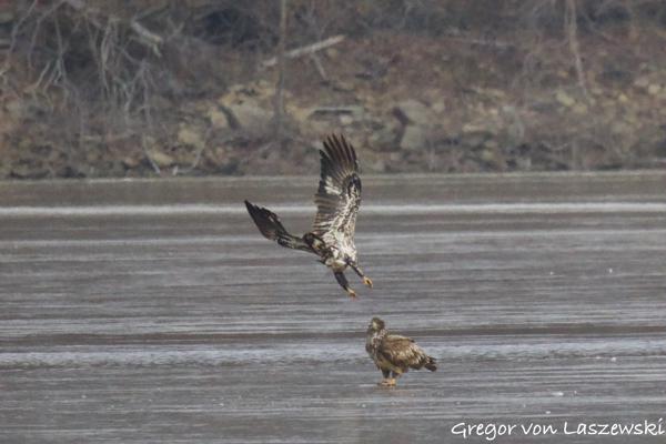  February 24, 2025 10:42 AM, Canon EOS R7, RF800mm F11 IS STM + EXTENDER RF2x, 1600mm, f/22.0, 1/3200s, ISO 20000, Gregor von Laszewski