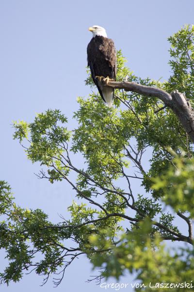  August 17, 2024 10:47 AM, Canon EOS R7, RF100-400mm F5.6-8 IS USM, 400mm, f/8.0, 1/2000s, ISO 1600, Gregor von Laszewski