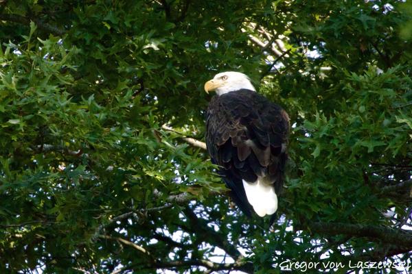  August 17, 2024 11:03 AM, Canon EOS R7, RF100-400mm F5.6-8 IS USM + EXTENDER RF2x, 800mm, f/16.0, 1/4000s, ISO 6400, Gregor von Laszewski