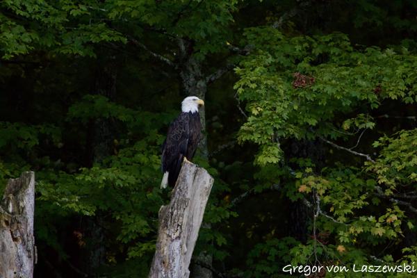  September 2, 2024 7:19 PM, Canon EOS R7, RF100-400mm F5.6-8 IS USM, 400mm, f/8.0, 1/1600s, ISO 6400, Gregor von Laszewski