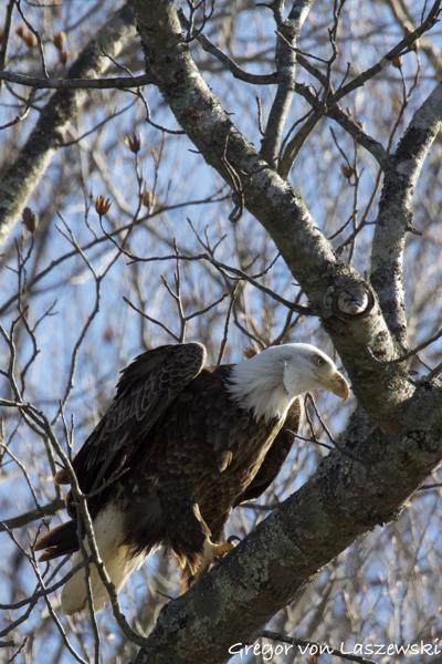  January 29, 2025 11:22 AM, Canon EOS R7, RF200-800mm F6.3-9 IS USM + EXTENDER RF2x, 1344mm, f/18.0, 1/1250s, ISO 4000, Gregor von Laszewski