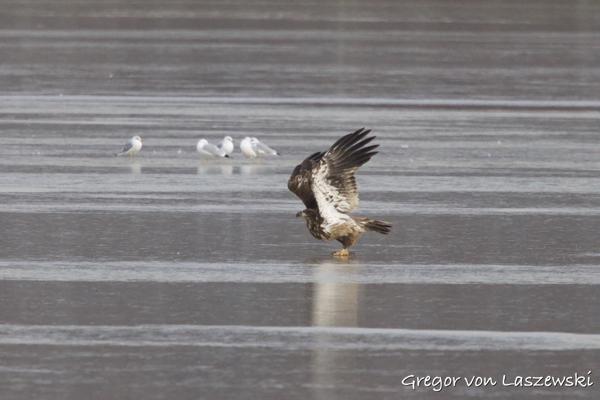  February 24, 2025 10:39 AM, Canon EOS R7, RF100-500mm F4.5-7.1 L IS USM + EXTENDER RF2x, 1000mm, f/14.0, 1/3200s, ISO 8000, Gregor von Laszewski