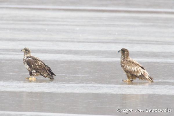  February 24, 2025 10:30 AM, Canon EOS R7, RF200-800mm F6.3-9 IS USM + EXTENDER RF2x, 1600mm, f/18.0, 1/2500s, ISO 25600, Gregor von Laszewski
