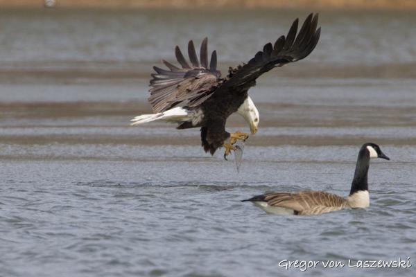  February 14, 2025 3:04 PM, Canon EOS R7, RF200-800mm F6.3-9 IS USM + EXTENDER RF2x, 1600mm, f/18.0, 1/3200s, ISO 5000, Gregor von Laszewski