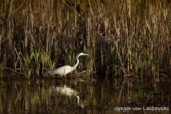 Egrets (Griffy Lake)