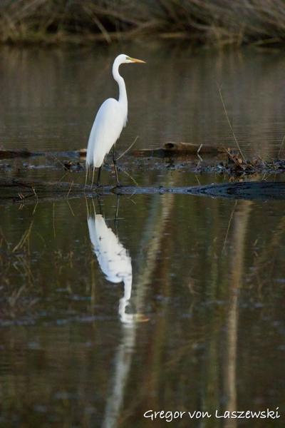  April 12, 2025 8:06 PM, Canon EOS R7, RF200-800mm F6.3-9 IS USM, 800mm, f/9.0, 1/1250s, ISO 6400, Gregor von Laszewski