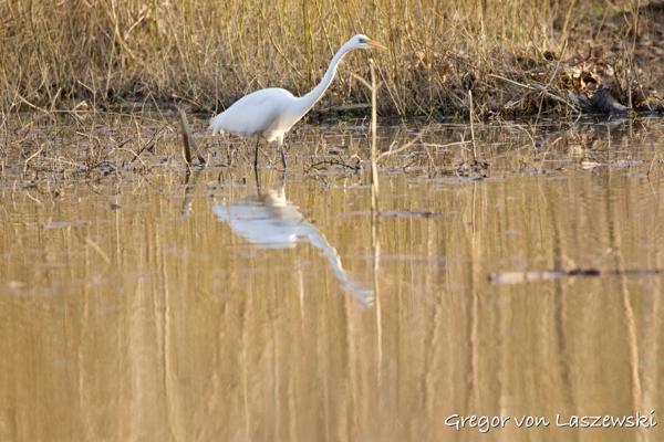  April 12, 2025 7:31 PM, Canon EOS R7, RF200-800mm F6.3-9 IS USM, 800mm, f/9.0, 1/500s, ISO 2000, Gregor von Laszewski