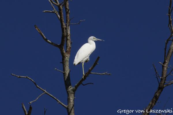 Egrets (Monroe Lake)