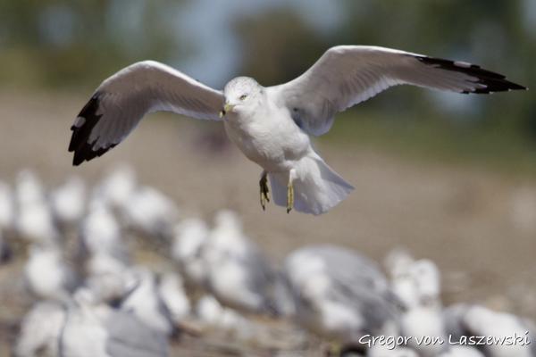  October 3, 2024 2:40 PM, Canon EOS R7, RF200-800mm F6.3-9 IS USM, 539mm, f/8.0, 1/4000s, ISO 500, Gregor von Laszewski