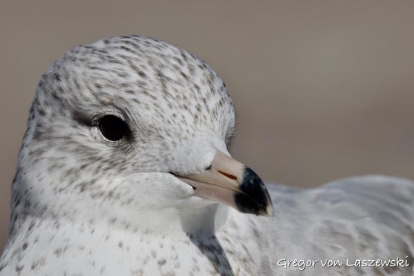 October 3, 2024 2:47 PM, Canon EOS R7, RF200-800mm F6.3-9 IS USM, 800mm, f/13.0, 1/640s, ISO 100, Gregor von Laszewski