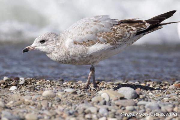  October 3, 2024 2:37 PM, Canon EOS R7, RF200-800mm F6.3-9 IS USM, 570mm, f/8.0, 1/4000s, ISO 1250, Gregor von Laszewski
