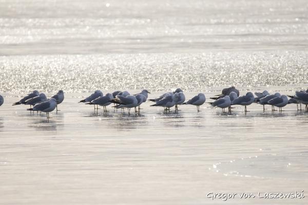  February 24, 2025 9:30 AM, Canon EOS R7, RF200-800mm F6.3-9 IS USM, 800mm, f/9.0, 1/2000s, ISO 800, Gregor von Laszewski