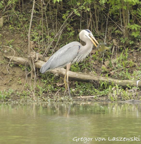 Herons (Griffy Lake)