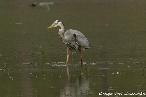  April 25, 2025 4:25 PM, Canon EOS R7, RF100-500mm F4.5-7.1 L IS USM + EXTENDER RF2x, 1000mm, f/14.0, 1/640s, ISO 4000, Gregor von Laszewski