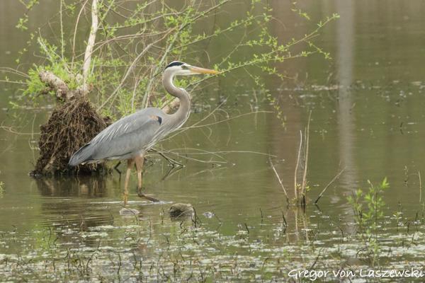  April 25, 2025 4:33 PM, Canon EOS R7, RF100-500mm F4.5-7.1 L IS USM + EXTENDER RF2x, 600mm, f/14.0, 1/640s, ISO 10000, Gregor von Laszewski