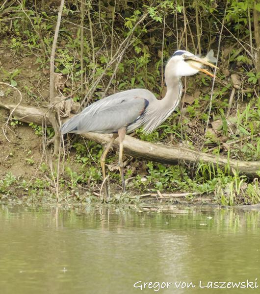  April 25, 2025 4:42 PM, Canon EOS R7, RF100-500mm F4.5-7.1 L IS USM + EXTENDER RF2x, 1000mm, f/14.0, 1/640s, ISO 10000, Gregor von Laszewski