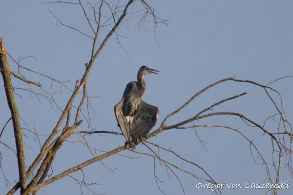 Herons (Monroe Lake)