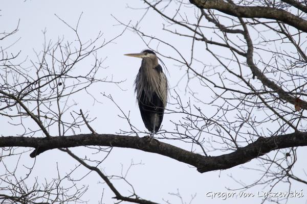  January 30, 2025 10:12 AM, Canon EOS R7, RF200-800mm F6.3-9 IS USM, 800mm, f/9.0, 1/3200s, ISO 4000, Gregor von Laszewski