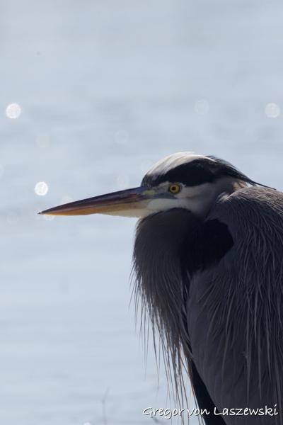  February 23, 2025 12:18 PM, Canon EOS R7, RF100-500mm F4.5-7.1 L IS USM + EXTENDER RF2x, 1000mm, f/14.0, 1/3200s, ISO 2500, Gregor von Laszewski