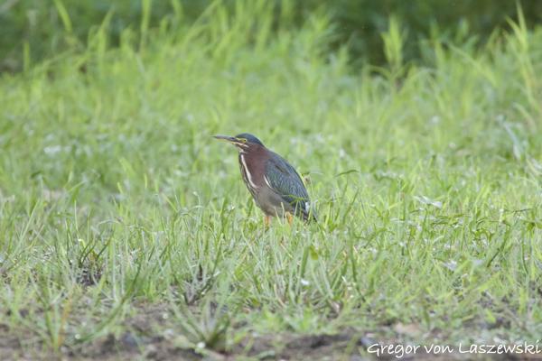  September 2, 2024 7:29 PM, Canon EOS R7, RF100-400mm F5.6-8 IS USM + EXTENDER RF2x, 800mm, f/16.0, 1/125s, ISO 6400, Gregor von Laszewski