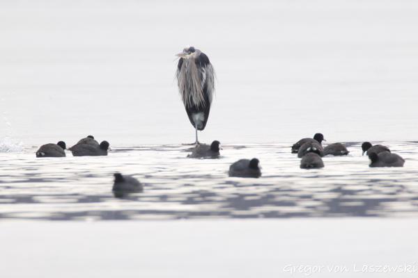  January 30, 2025 11:16 AM, Canon EOS R7, RF200-800mm F6.3-9 IS USM + EXTENDER RF2x, 1600mm, f/18.0, 1/640s, ISO 5000, Gregor von Laszewski