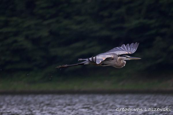  July 21, 2024 7:14 PM, Canon EOS R7, RF100-400mm F5.6-8 IS USM, 400mm, f/8.0, 1/4000s, ISO 6400, Gregor von Laszewski