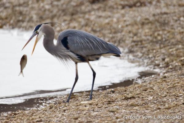  February 24, 2025 11:06 AM, Canon EOS R7, RF200-800mm F6.3-9 IS USM, 800mm, f/9.0, 1/3200s, ISO 3200, Gregor von Laszewski