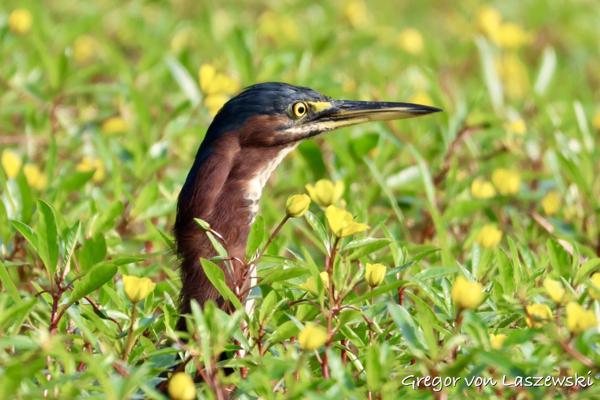 August 19, 2023 9:47 AM, Canon EOS R7, RF100-400mm F5.6-8 IS USM + EXTENDER RF2x, 800mm, f/16.0, 1/1250s, ISO 3200, Gregor von Laszewski