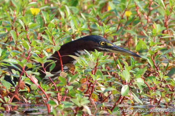  August 19, 2023 9:46 AM, Canon EOS R7, RF100-400mm F5.6-8 IS USM + EXTENDER RF2x, 800mm, f/16.0, 1/1250s, ISO 5000, Gregor von Laszewski