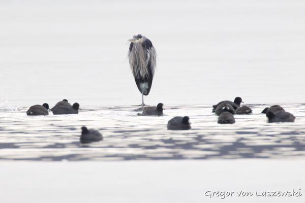  January 30, 2025 11:16 AM, Canon EOS R7, RF200-800mm F6.3-9 IS USM + EXTENDER RF2x, 1600mm, f/18.0, 1/640s, ISO 5000, Gregor von Laszewski