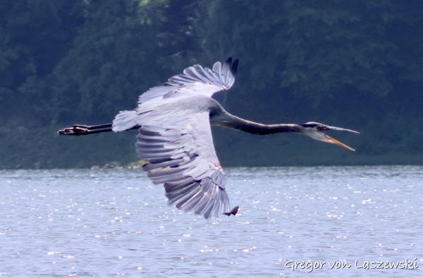  July 25, 2023 2:36 PM, Canon EOS R7, RF100-400mm F5.6-8 IS USM + EXTENDER RF2x, 200mm, f/11.0, 1/1600s, ISO 1600, Gregor von Laszewski