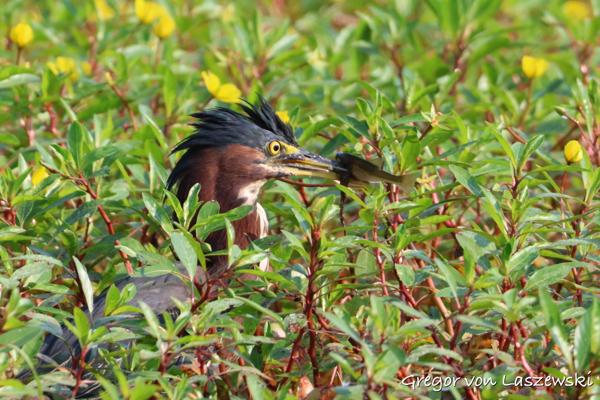 August 19, 2023 9:46 AM, Canon EOS R7, RF100-400mm F5.6-8 IS USM + EXTENDER RF2x, 671mm, f/16.0, 1/1000s, ISO 3200, Gregor von Laszewski