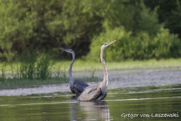  July 21, 2024 6:49 PM, Canon EOS R7, RF100-400mm F5.6-8 IS USM + EXTENDER RF2x, 800mm, f/16.0, 1/250s, ISO 2000, Gregor von Laszewski
