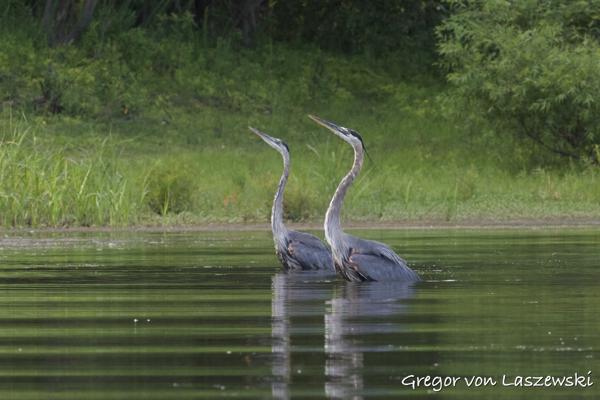  July 21, 2024 6:53 PM, Canon EOS R7, RF100-400mm F5.6-8 IS USM + EXTENDER RF2x, 400mm, f/16.0, 1/250s, ISO 3200, Gregor von Laszewski