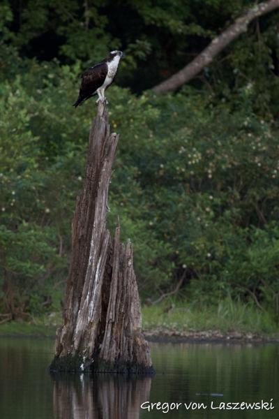  July 22, 2024 8:13 PM, Canon EOS R7, RF100-400mm F5.6-8 IS USM, 400mm, f/8.0, 1/3200s, ISO 6400, Gregor von Laszewski
