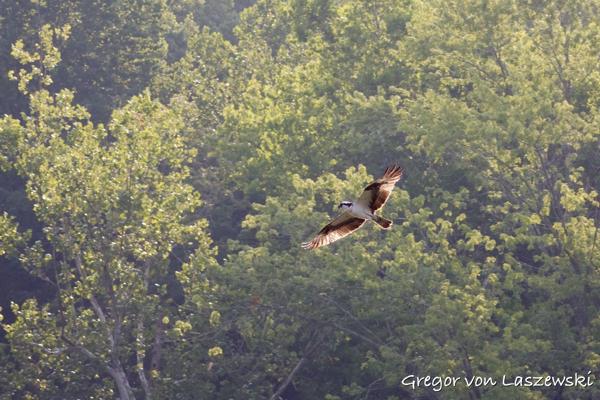  August 19, 2023 9:23 AM, Canon EOS R7, RF100-400mm F5.6-8 IS USM + EXTENDER RF2x, 235mm, f/13.0, 1/1000s, ISO 2500, Gregor von Laszewski