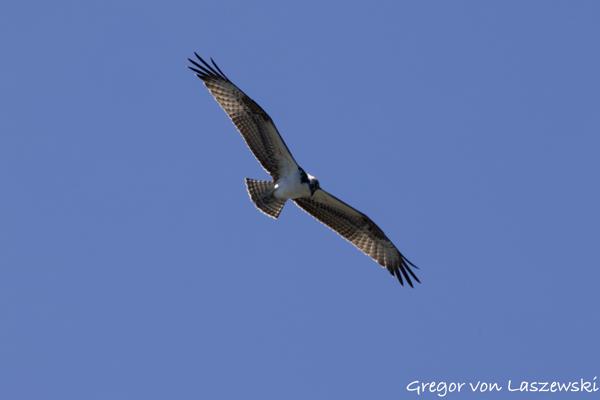  September 1, 2024 12:19 PM, Canon EOS R7, RF100-400mm F5.6-8 IS USM, 400mm, f/18.0, 1/200s, ISO 320, Gregor von Laszewski