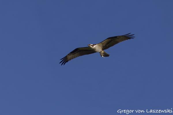  July 18, 2024 7:45 PM, Canon EOS R7, RF100-400mm F5.6-8 IS USM + EXTENDER RF2x, 200mm, f/13.0, 1/1000s, ISO 800, Gregor von Laszewski